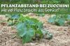 Planting av zucchini: hvor stor avstand er nødvendig