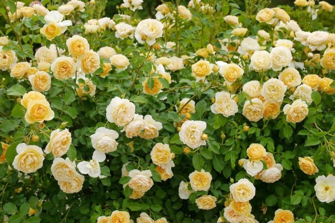 Anglická ruža " Graham Thomas", ideálna v záhrade chaty