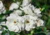 ורדים לבנים: הזנים היפים ביותר של ורדים