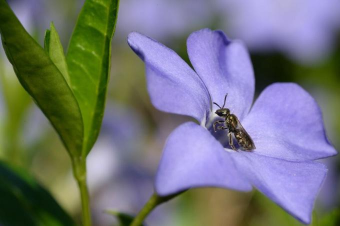 Маленький фиолетовый цветок барвинка с пчелой