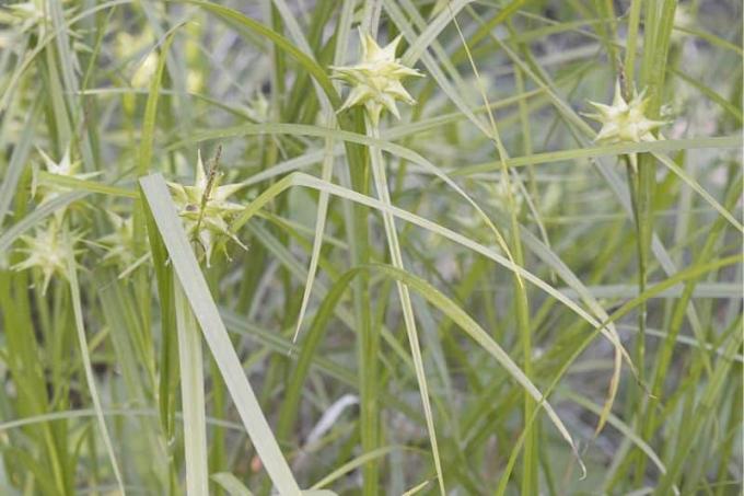 Ostřice jitřenka (Carex grayi)