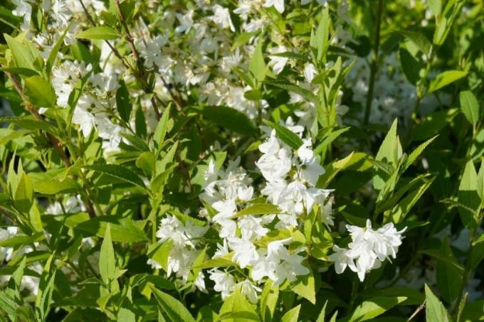 Mayflower buske - Deutzia gracilis