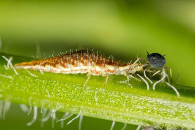 Lacewing larva ჭამს aphid