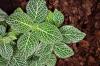 모자이크 식물: 위치, 관리 및 번식