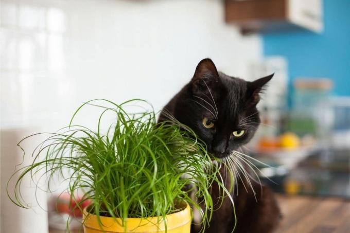 Maintain cat grass