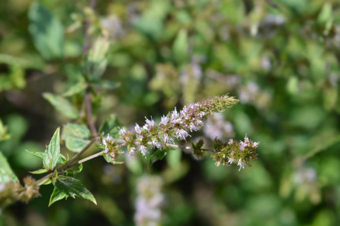 Branch of peppermint with flowers