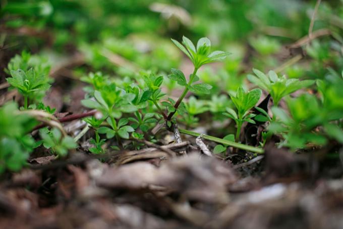 Young woodruff plant growing in soil