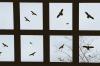 Προστασία πτηνών στο παράθυρο: αποτρέψτε τα χτυπήματα πουλιών